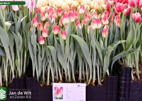 Tulipa Match ® (1)